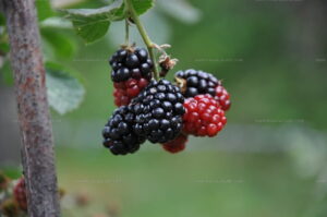 What Do Mulberries Taste Like? Uncover Nature's Sweet Secret - Pan And Oven