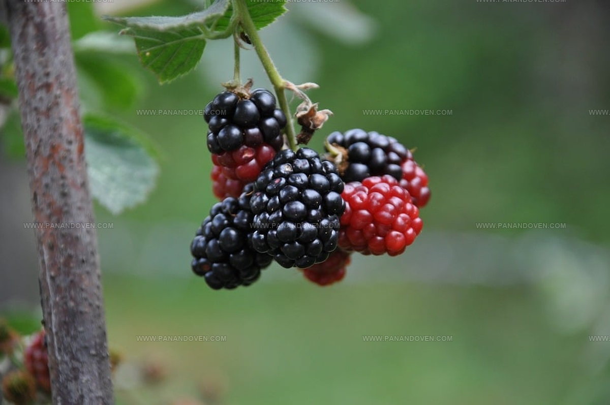 What Do Mulberries Taste Like? Uncover Nature's Sweet Secret
