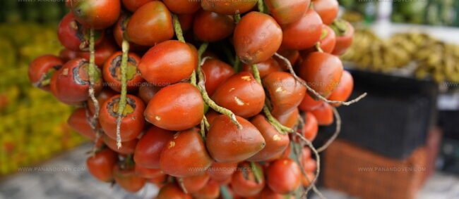 Peach Palm Fruit (Pupunha)
