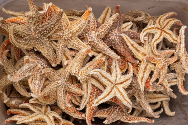 Is Starfish Edible?