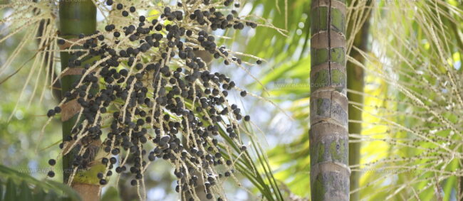 Acai Berries
