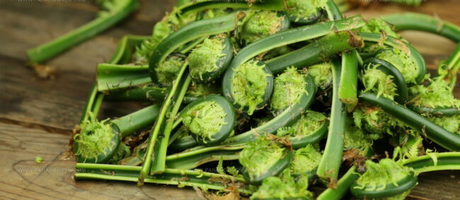 Boiled Fiddleheads