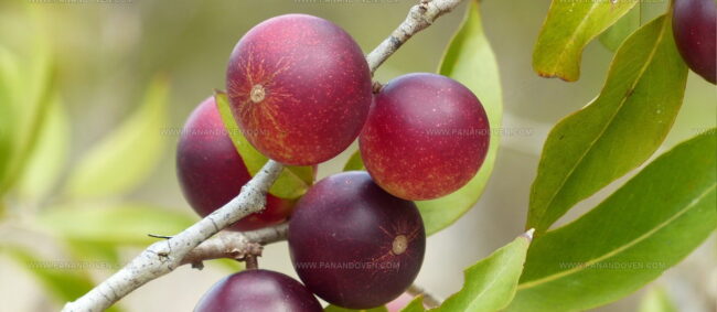 Camu Camu