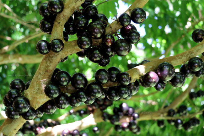 Jabuticaba