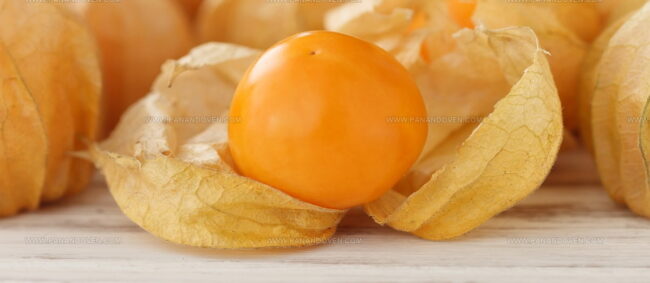 Cape Gooseberry