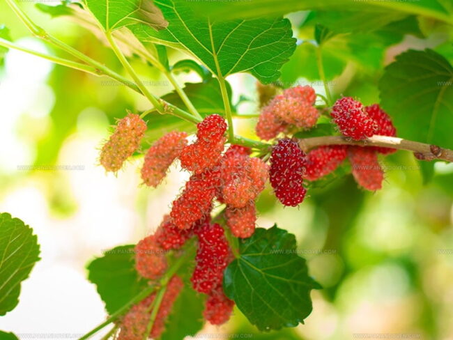 Mulberries: Health Highlights