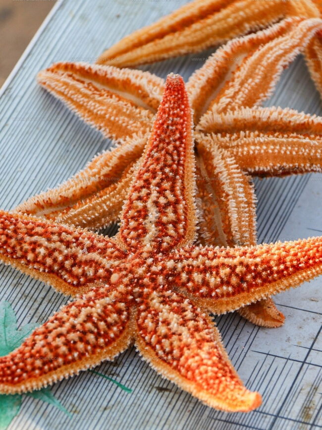 How to Prepare Starfish for Eating